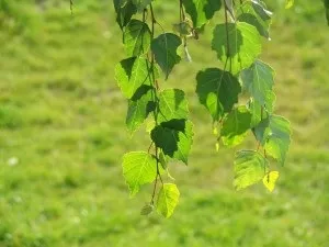 Лікування і профілактика захворювань нирок народними засобами - робота нирок і її порушення,