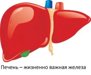 Ліки для відновлення і підтримки здоров'я печінки після прийому алкоголю, список (підтримки) Ліки для відновлення і підтримки здоров'я печінки після прийому алкоголю, список