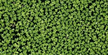Лікування глаукоми в домашніх умовах (Лікуємо глаукому ряскою) Лікування глаукоми в домашніх умовах