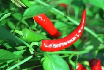 Лікування гемангіоми хребта народними засобами - лікування народними засобами - (хребта) Лікування гемангіоми хребта народними засобами - лікування народними засобами -
