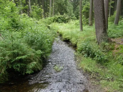 Ліс і вода - виживання в дикій природі і екстремальних ситуаціях (вода) Ліс і вода - виживання в дикій природі і екстремальних ситуаціях