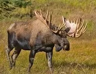 Лось коротка інформація, види лосів, опис і т (лось коротка інформація) Лось коротка інформація, види лосів, опис і т