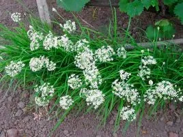 лук запашний