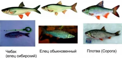 Ловля чебака влітку, навесні і восени, снасті і наживки, де ловити