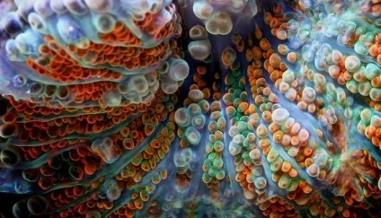 Макрозйомка дивовижні коралові поліпи на фотографіях Фелікса Салазара (макрозйомка) Макрозйомка дивовижні коралові поліпи на фотографіях Фелікса Салазара