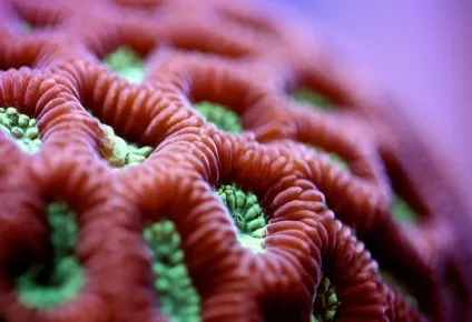 Макрозйомка дивовижні коралові поліпи на фотографіях Фелікса Салазара (дивовижні) Макрозйомка дивовижні коралові поліпи на фотографіях Фелікса Салазара