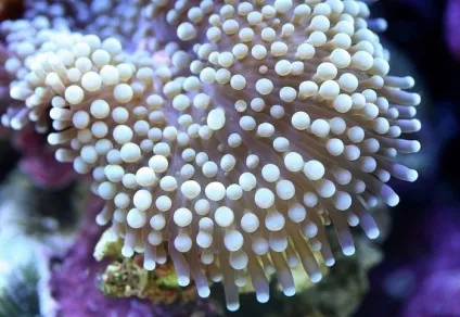 Макрозйомка дивовижні коралові поліпи на фотографіях Фелікса Салазара (коралові) Макрозйомка дивовижні коралові поліпи на фотографіях Фелікса Салазара