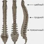 Масаж спини техніка і прийоми лікувального, класичного і розслабляючого масажу в домашніх умовах (масаж спини) Масаж спини техніка і прийоми лікувального, класичного і розслабляючого масажу в домашніх умовах