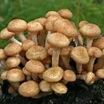 Ми беремо з собою кота 1 (викликає пронос блювоту) Ми беремо з собою кота 1
