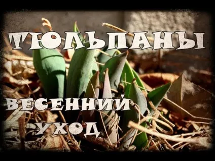 Ми беремо з собою кота 1 (викликають пронос блювоту) Ми беремо з собою кота 1