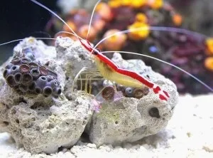Морський акваріум, рекомендації щодо змісту (акваріум) Морський акваріум, рекомендації щодо змісту