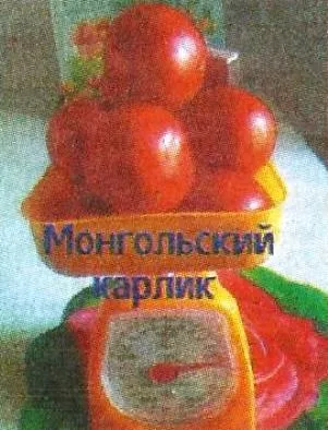 Монгольський карлик і інші невибагливі сорти томатів - сади сибіру (інші) Монгольський карлик і інші невибагливі сорти томатів - сади сибіру