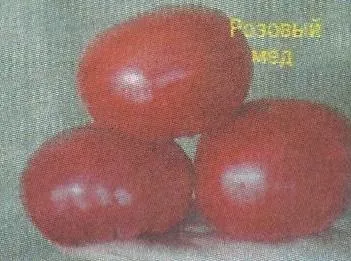 Монгольський карлик і інші невибагливі сорти томатів - сади сибіру (карлик) Монгольський карлик і інші невибагливі сорти томатів - сади сибіру