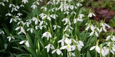 Багаторічні квіти осіння посадка (багаторічні) Багаторічні квіти осіння посадка
