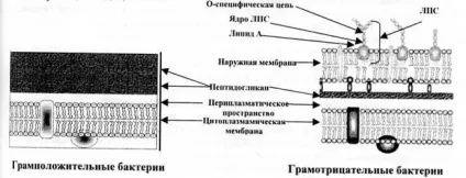Морфологія і ультраструктура бактеріальної клітини - студопедія (реферат) Морфологія і ультраструктура бактеріальної клітини - студопедія