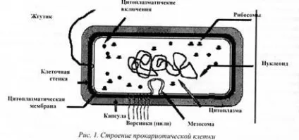 Морфологія і ультраструктура бактеріальної клітини - студопедія (посібник) Морфологія і ультраструктура бактеріальної клітини - студопедія