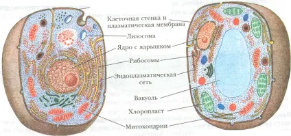 Мітохондрії, пластиди, рибосоми та інші органели (мітохондрії) Мітохондрії, пластиди, рибосоми та інші органели