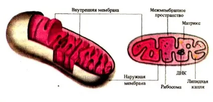 Мітохондрії - студопедія