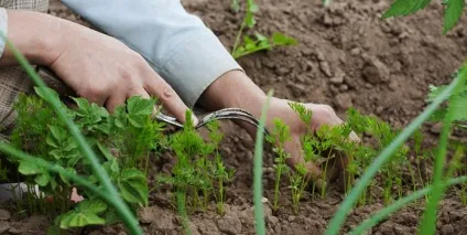 Морква догляд і вирощування у відкритому грунті, посадка і технологія (вирощування) Морква догляд і вирощування у відкритому грунті, посадка і технологія