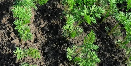 Морква догляд і вирощування у відкритому грунті, посадка і технологія (морква) Морква догляд і вирощування у відкритому грунті, посадка і технологія