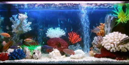 Морський акваріум, рекомендації щодо змісту (морський акваріум) Морський акваріум, рекомендації щодо змісту