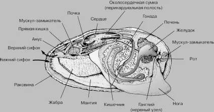 Молюски головоногі, черевоногі та двостулкові (молюски) Молюски головоногі, черевоногі та двостулкові