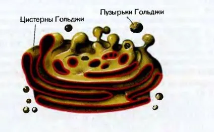 Мітохондрії - студопедія