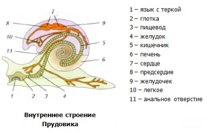 Молюски головоногі, черевоногі та двостулкові (молюски) Молюски головоногі, черевоногі та двостулкові