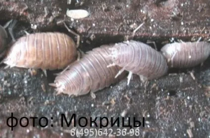 Мокриця, мокриці