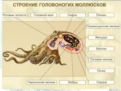 Молюски головоногі, черевоногі та двостулкові (двостулкові) Молюски головоногі, черевоногі та двостулкові