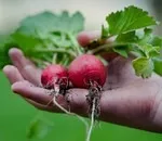 Чи можна на дачі виростити нут