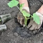 Чи можна заглиблювати огірки при пересадці (заглиблювати) Чи можна заглиблювати огірки при пересадці