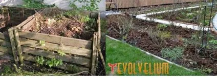 Мульча, мульча, мульча, і знову мульчування, evolvelium (мульчування грунту) Мульча, мульча, мульча, і знову мульчування, evolvelium