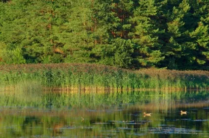 Музей-заповідник - пушкінські гори практичні питання (пушкінські) Музей-заповідник - пушкінські гори практичні питання