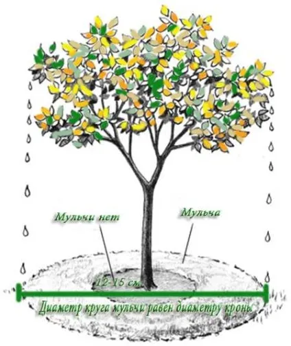 Мульча, мульча, мульча, і знову мульчування, evolvelium (мульчування восени) Мульча, мульча, мульча, і знову мульчування, evolvelium