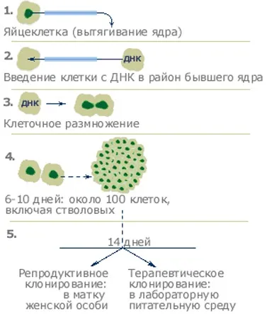 наука клонування
