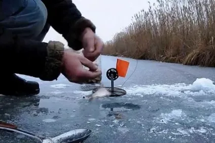Нерест щуки і її повадки в цей період (щуки) Нерест щуки і її повадки в цей період