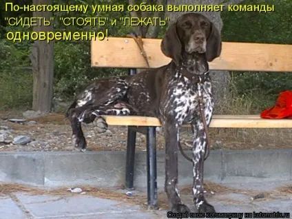 Нереальні здатності собак топ-5 (незвичайні факти про тварин) Нереальні здатності собак топ-5