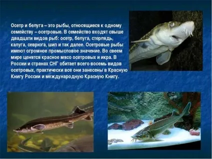 На вагу золота чому чорна ікра така дорога (ікра) На вагу золота чому чорна ікра така дорога