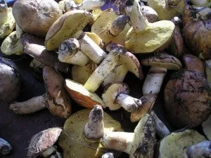 Чи потрібно чистити маслюки перед цим як чистити свіжі маслюки (маслюки) Чи потрібно чистити маслюки перед цим як чистити свіжі маслюки