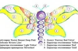 Облаштування квітника своїми руками принципи догляду за квітником (своїми) Облаштування квітника своїми руками принципи догляду за квітником