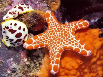 Мешканці морського дна
