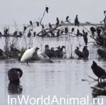 11 Цікавих фактів про метеликів, в світі тварин (метеликів) 11 Цікавих фактів про метеликів, в світі тварин
