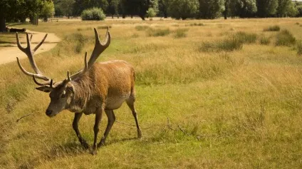 12 Причин відвідати лондон хоча б раз в житті (лондон) 12 Причин відвідати лондон хоча б раз в житті