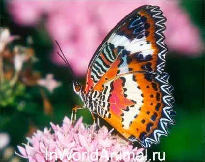 11 Цікавих фактів про метеликів, в світі тварин (метеликів) 11 Цікавих фактів про метеликів, в світі тварин