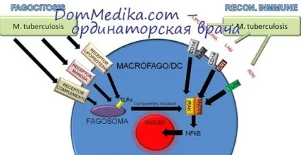 опіоїдні рецептори