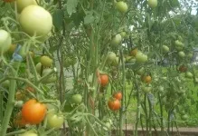 Відгуки врожайність і фото томата Верліока помідори плюс опис сорту, характеристика вирощування (фото) Відгуки врожайність і фото томата Верліока помідори плюс опис сорту, характеристика вирощування