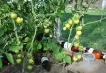 Відгуки врожайність і фото томата Верліока помідори плюс опис сорту, характеристика вирощування (врожайність) Відгуки врожайність і фото томата Верліока помідори плюс опис сорту, характеристика вирощування