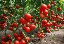 Відгуки врожайність і фото томата Верліока помідори плюс опис сорту, характеристика вирощування (врожайність) Відгуки врожайність і фото томата Верліока помідори плюс опис сорту, характеристика вирощування