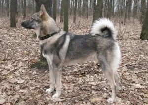 Полювання на лося з лайкою - що важливо знати (лося) Полювання на лося з лайкою - що важливо знати